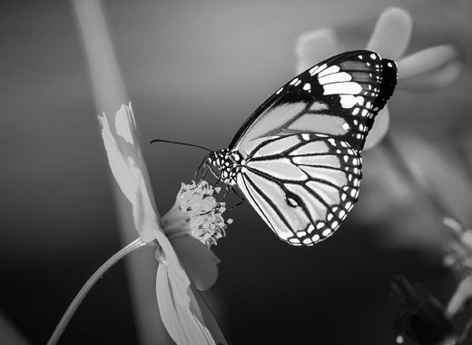 攻击网站的方法