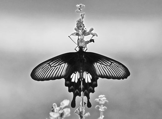 ddos流量攻击购买